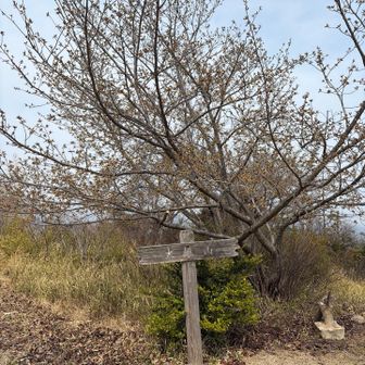 高雄山🔺（８座目）
桜の開花は数輪🌸のみ（来週あたりが満開かな）
