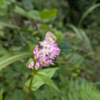 ミゾソバに蝶🦋