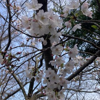 公園内は咲き始めました