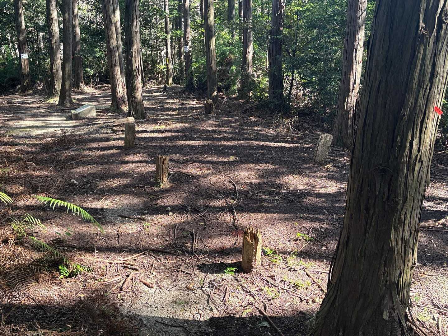 こちらの平坦地にも掘立柱建物跡を示す杭が並ぶ
