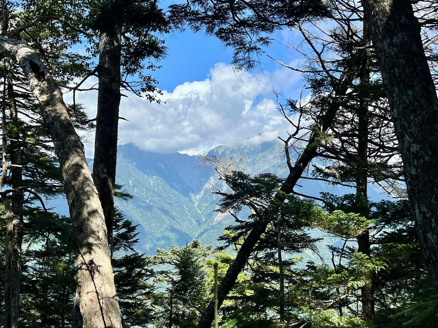 ようやく部分的に展望が開けて聖岳…
光岳は小屋手前の静高平くらいまでほぼほぼ樹林帯😂