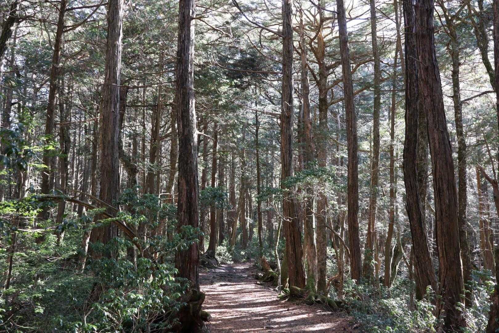 富士風穴-大室山-神座風穴附蒲鉾穴-大室洞穴 縦走コースの写真