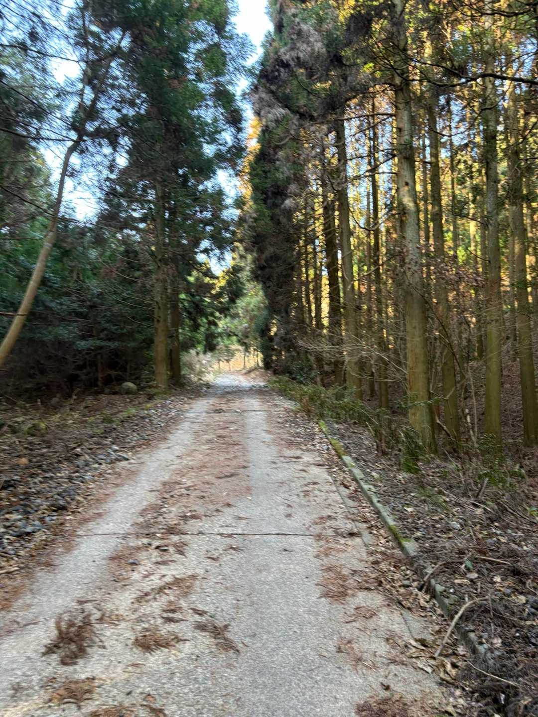 林道