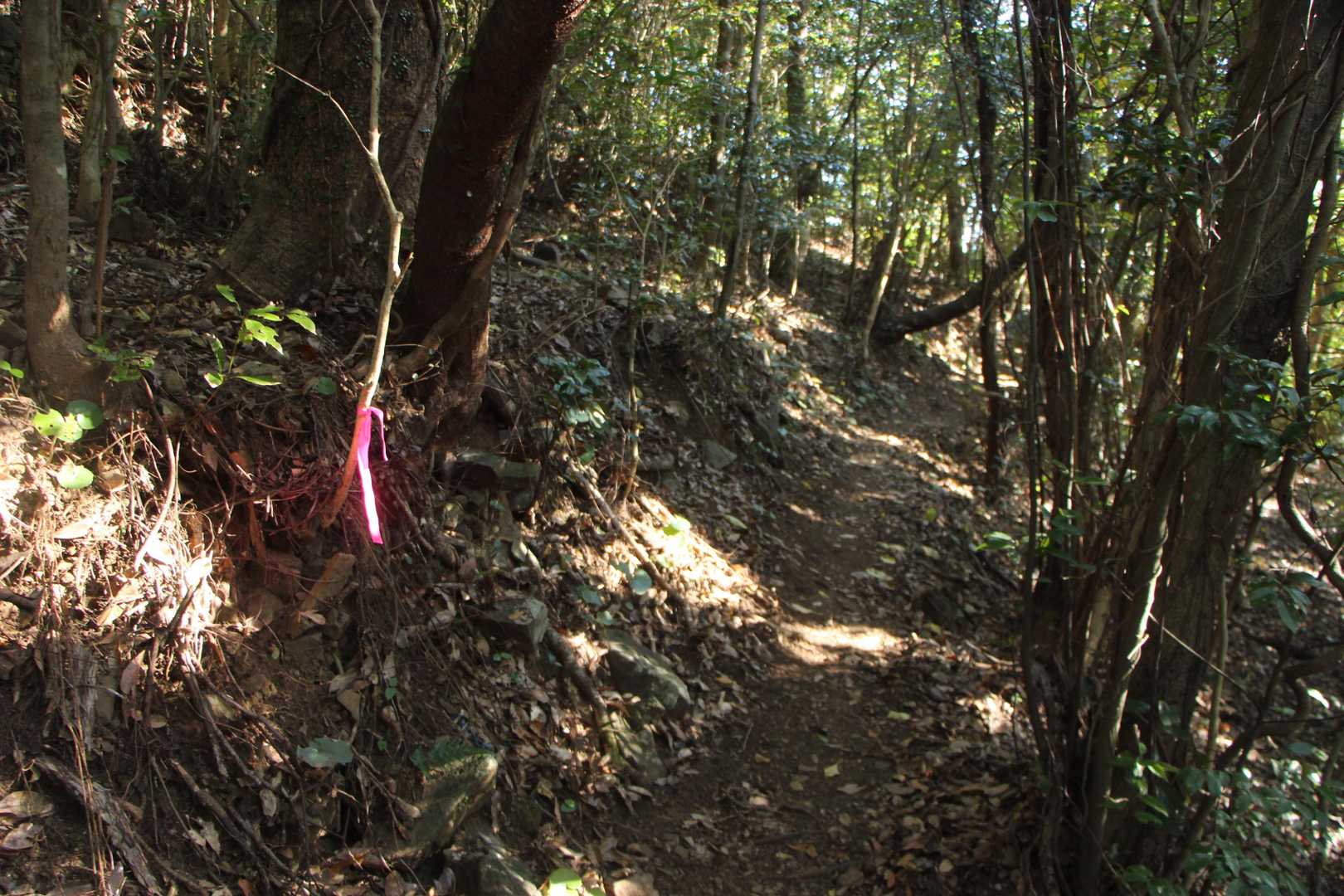 登山道は良いですよ