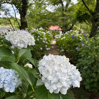 参道にあじさいが溢れんばかりに咲いてます☺️
