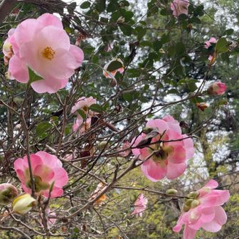 帰ってきました
後半、公道をけっこう歩く周回コース
ピンク椿🌺大矢田神社の駐車場、楼門近く