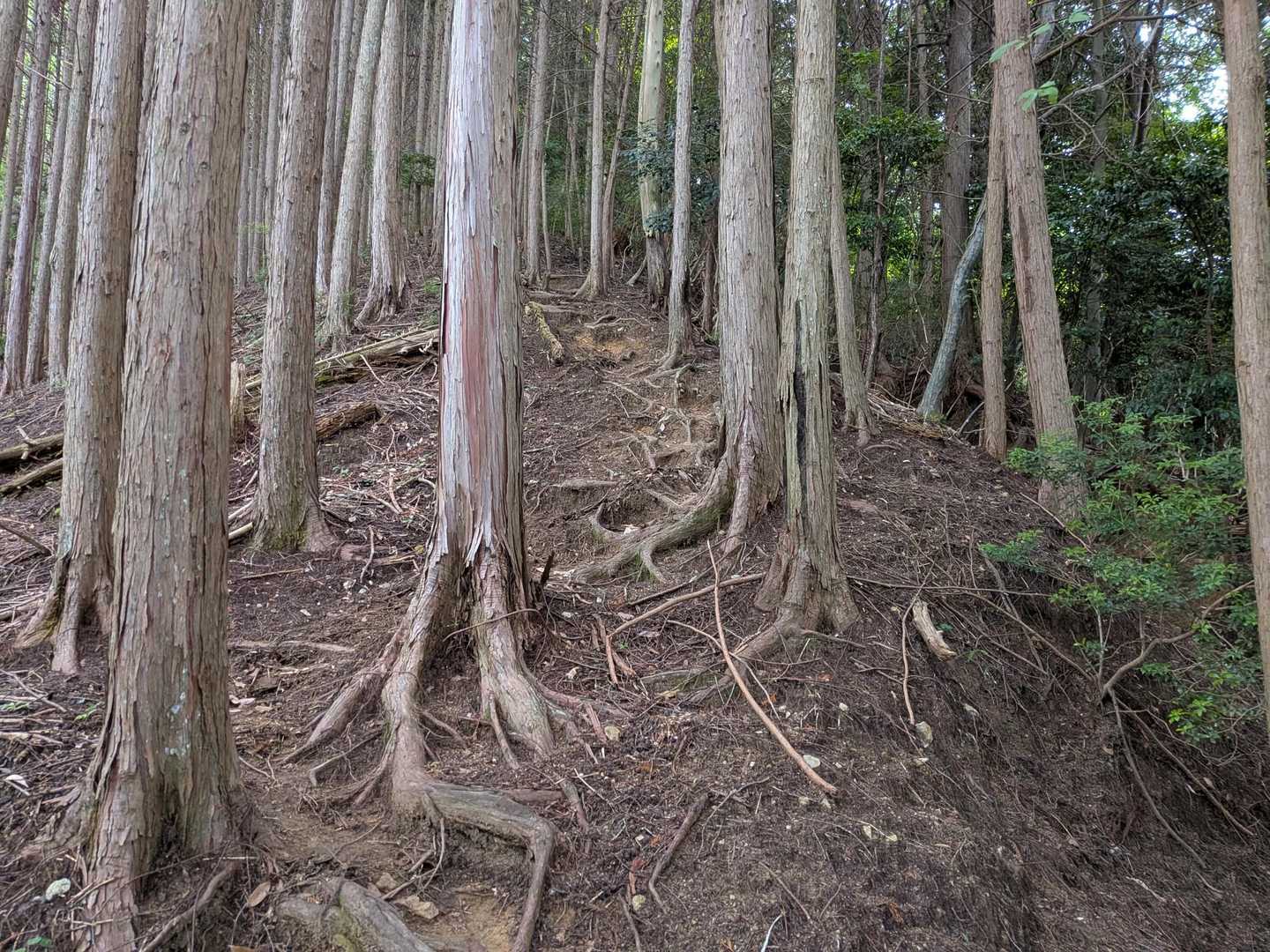 ぐっと上がってきました💪