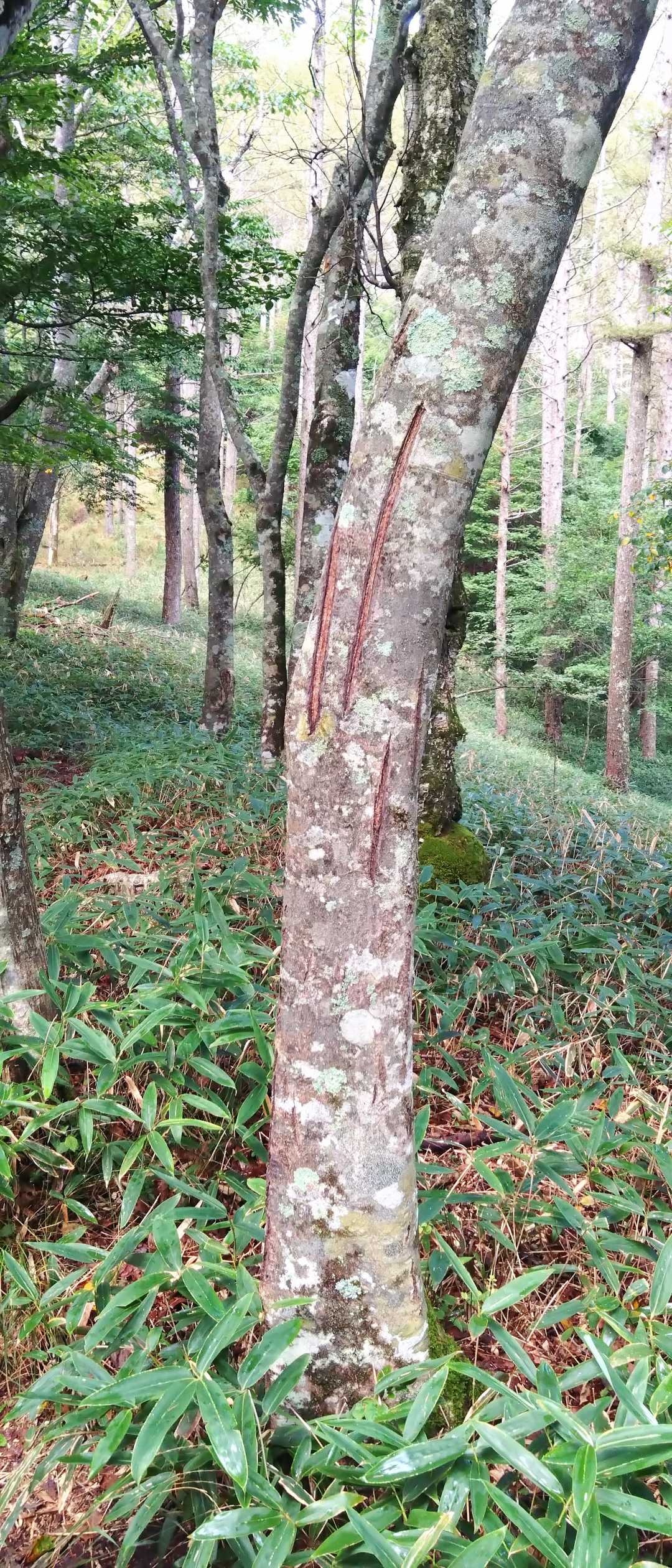 信州峠-横尾山-木賊ノ頭 往復コースの写真