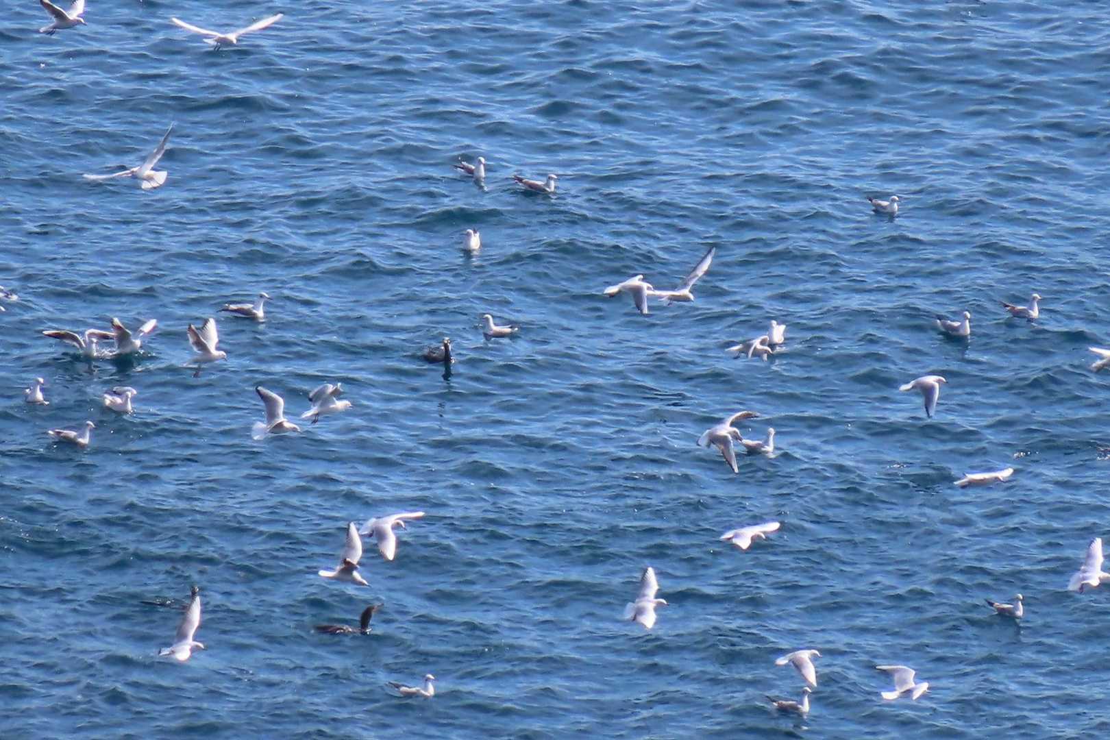 何の鳥かな？うみねこ？かもめ？
魚を狙っているんですね。
