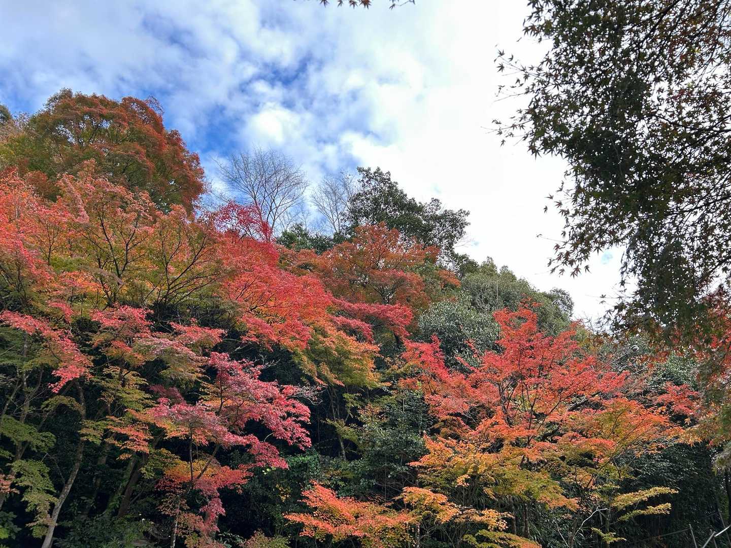 私のスマホではこれが、やっとかな‼︎

継鹿尾山まででスライドしたのは3組でした
山頂手前でお昼を食べたけど、座っていると寒いくらいでした
温かいお茶が美味しくなりましたね
甘酒の案内に、お茶屋さんに入りました
美味しかった😋