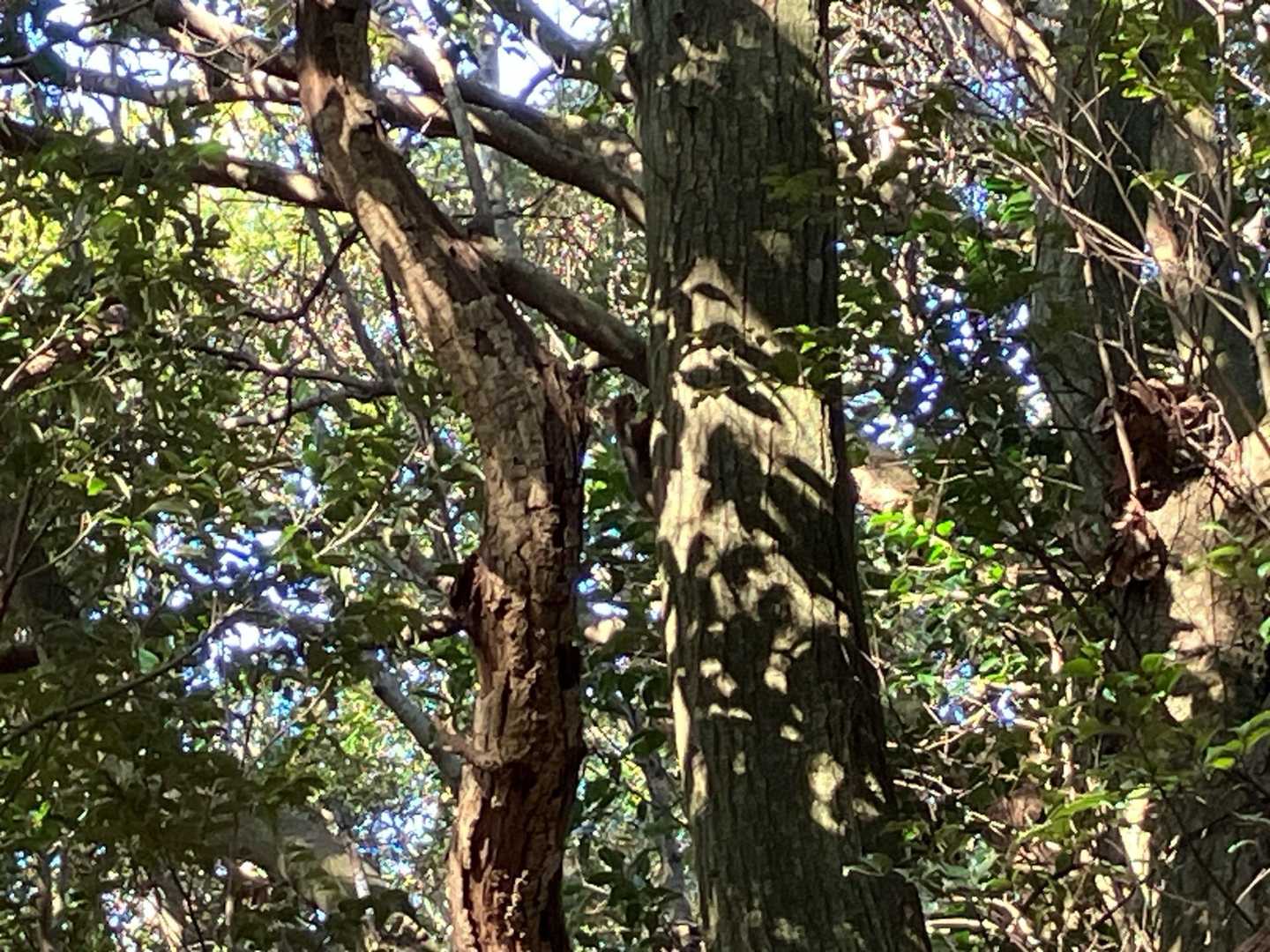 リス🐿️ ほぼ中央にいますが分かる？