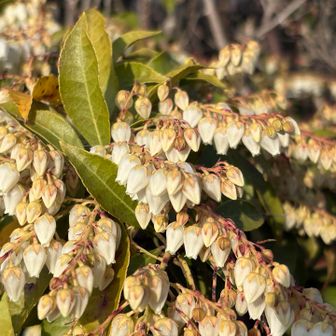 馬酔木が満開😊