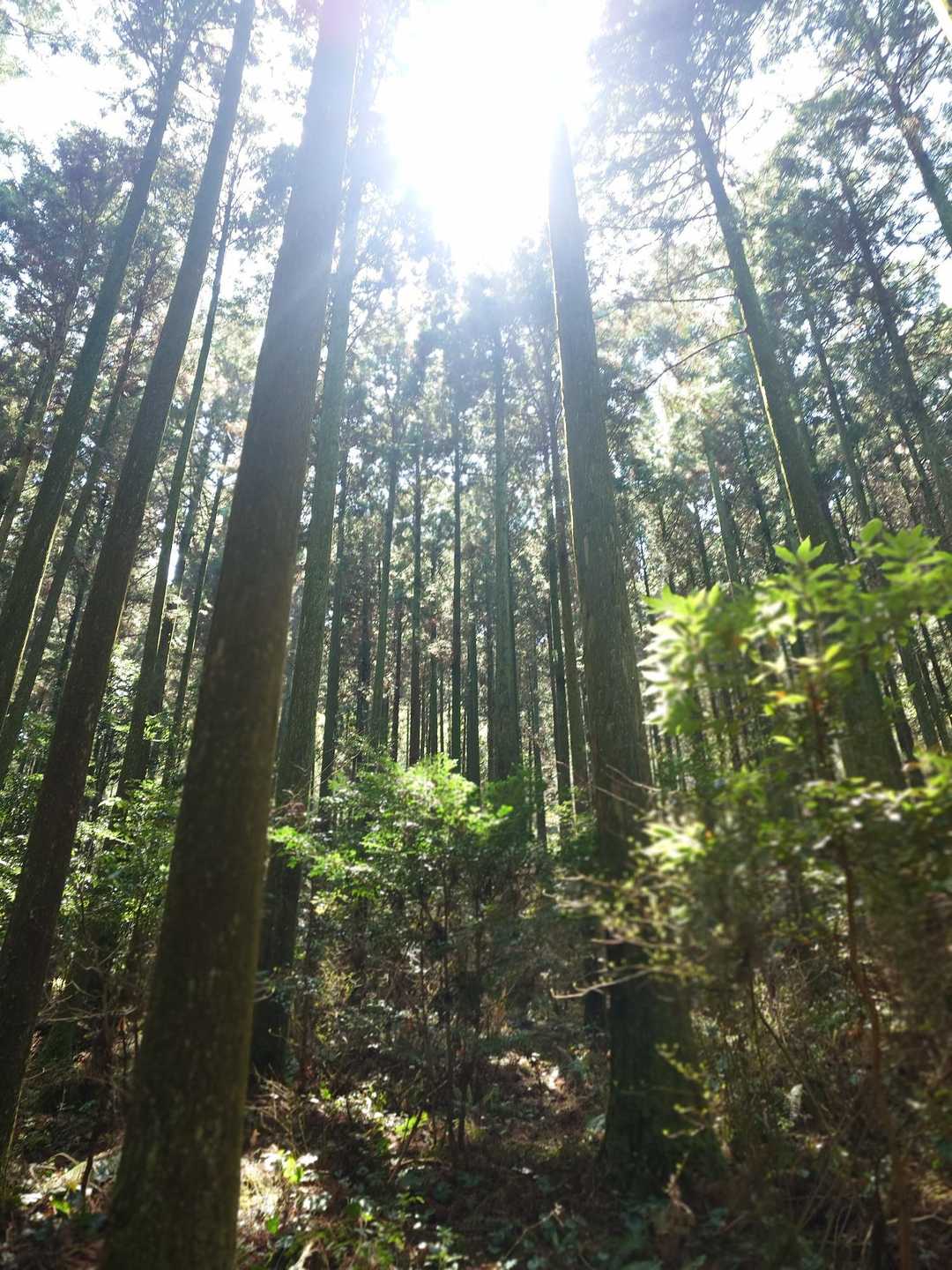 加茂ゆらりんこ橋登山口-加茂神社-真名子登山口-二丈岳-女 周回コースの写真