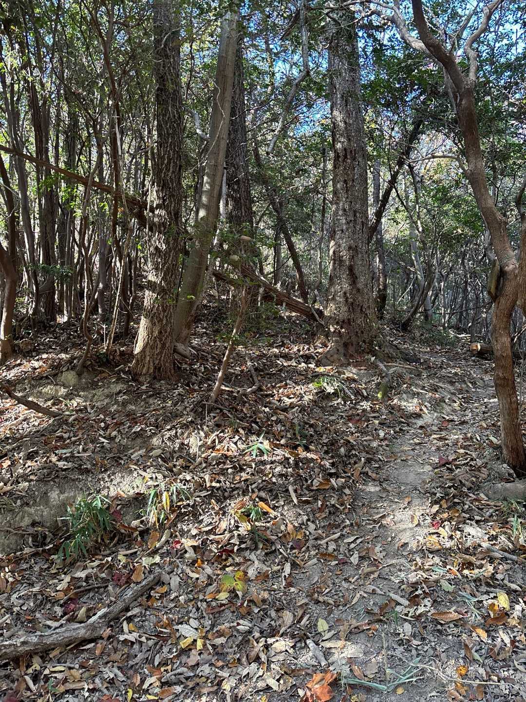 赤石バス停-大師堂-観音寺奥の院-鉢ヶ峰-大平山-米田山- 縦走コースの写真