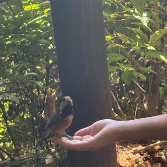 さっそくいました🦜ヤマガラさん😍