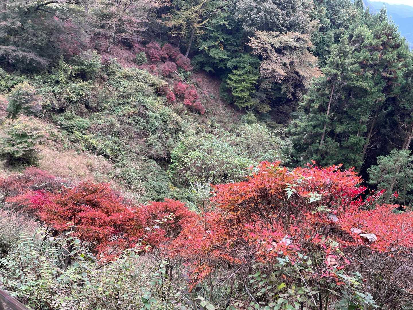 正丸峠のお茶屋さんのところから