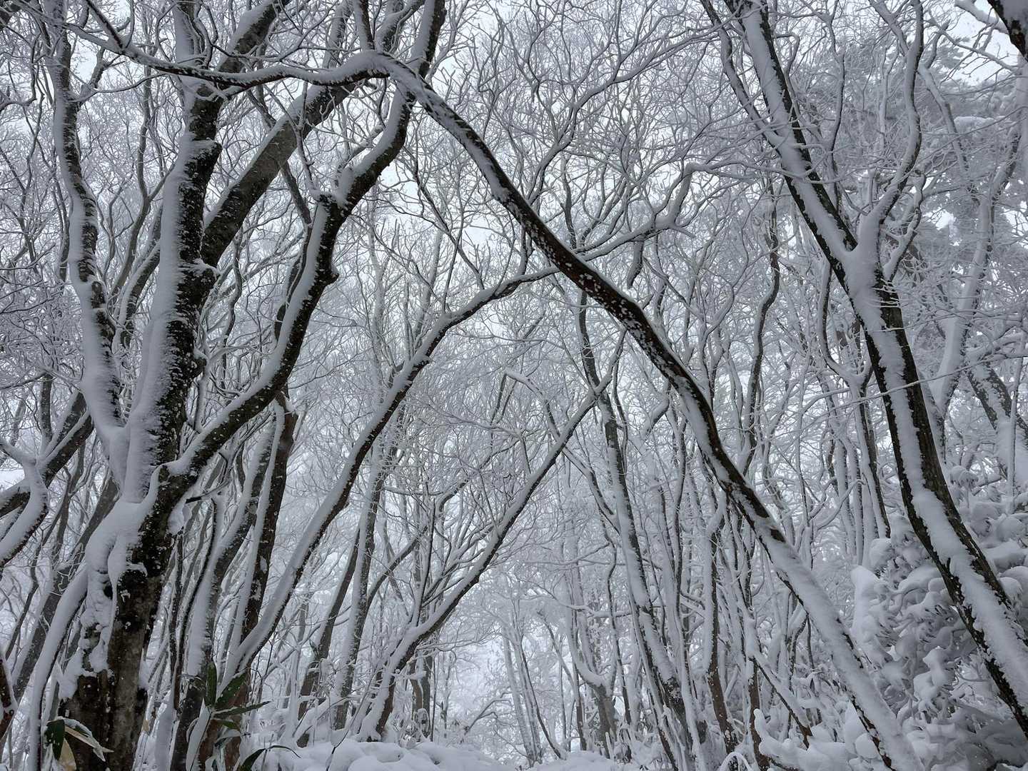青空じゃなくても、これはこれでキレイかな