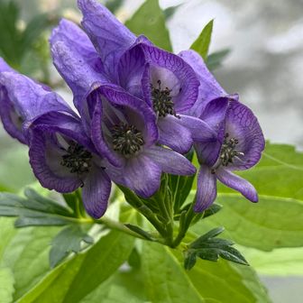 ヤマトリカブト(山鳥兜)
日本三大有毒植物の筆頭☠️

植物界でも最強クラスのアコニチン系アルカロイドという猛毒を全草（花、葉、茎、根すべて）に含んだ植物。

この時期、撮影するたびに「妖艶さ」を強く感じて
惹きつけられる花です🥰