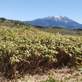 とんがり頭のとんがり帽子