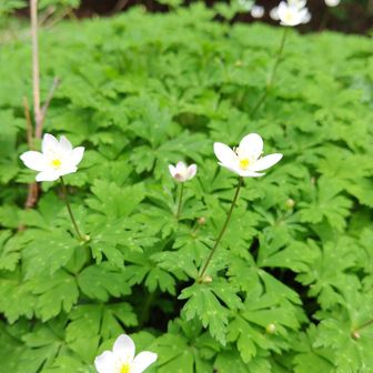 登りの時はつぼみでしたが、下山時には咲いてました。ニリンソウ。