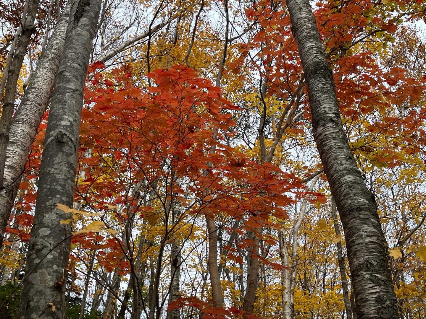 紅葉🍁4