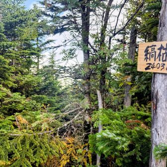 急坂を一気に下ってゆっくり登り返し、縞枯山に到着です
これでめぼしい北八ヶ岳の山は登り切りましたので、北八ヶ岳制覇とさせて頂きます✊