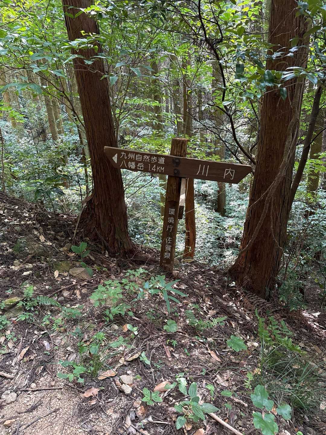 八幡岳 往復コースの写真