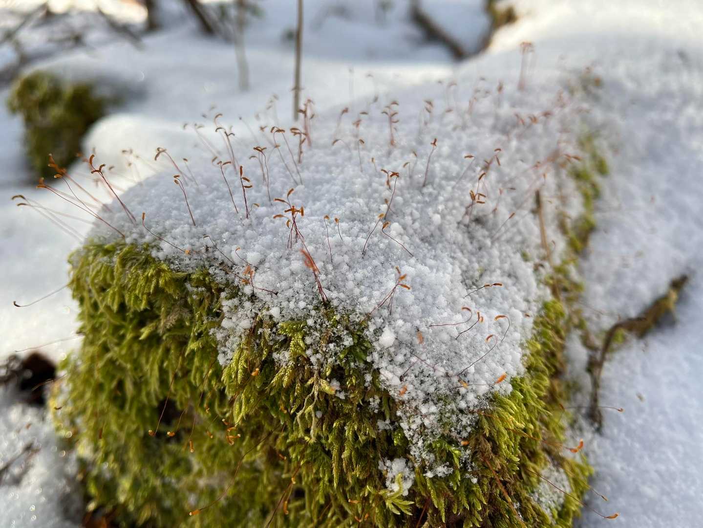 雪にも負けず、芽🌱を伸ばす力強さ👍🏻