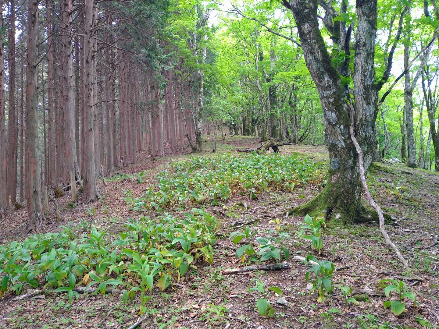 あ！バイケイソウ！
八経ヶ岳に登った時に始めて見ました！
これを見ると何となく大峰山系というイメージ🤔
尾根筋を歩くと…
左は植林された杉林
右は自然な雑木林
この後も😊