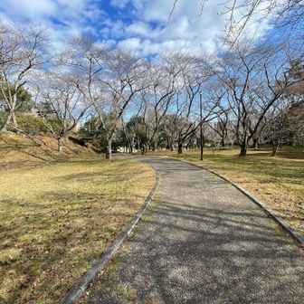 良き良き　桜の時期はお花見出来るなあ🌸