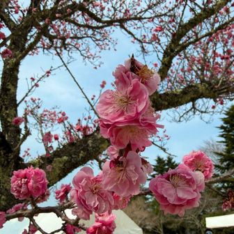 こちらの桜🌸はキレイに咲いてます。
