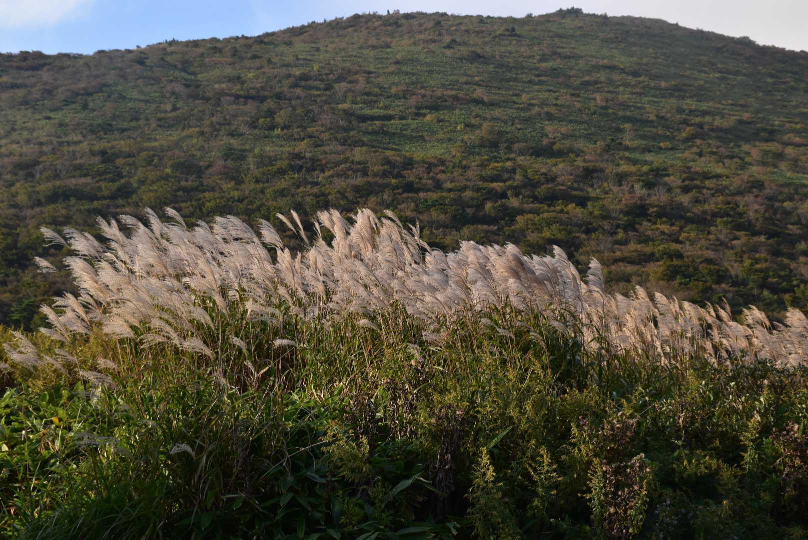 すすきと大関山
秋ですね