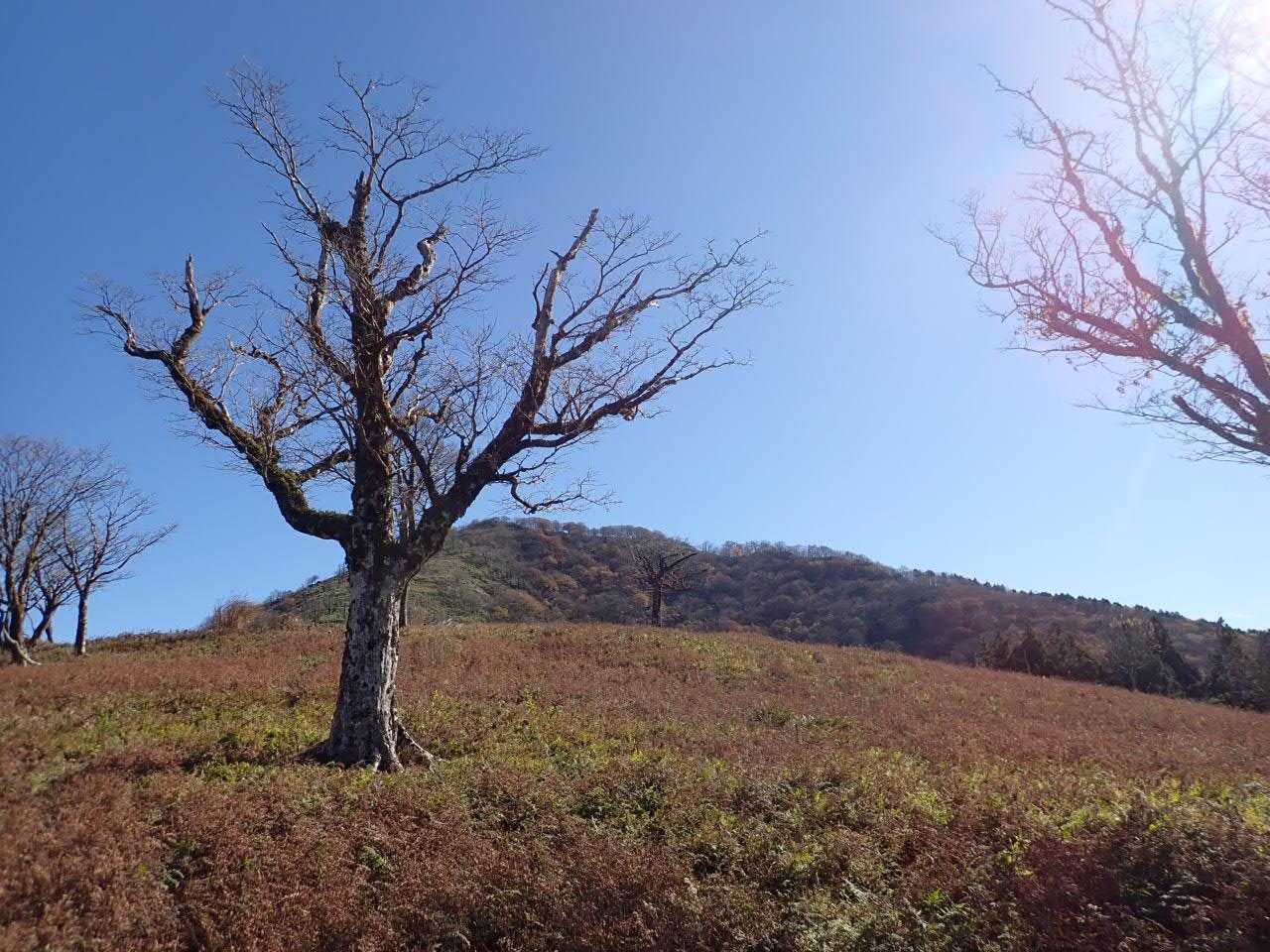 三室山登山口-三室山-大通峠 周回コースの写真