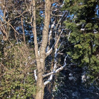 見つけました🌲
　　　《高峰のブナこ》
近くまで行ってみましょう
