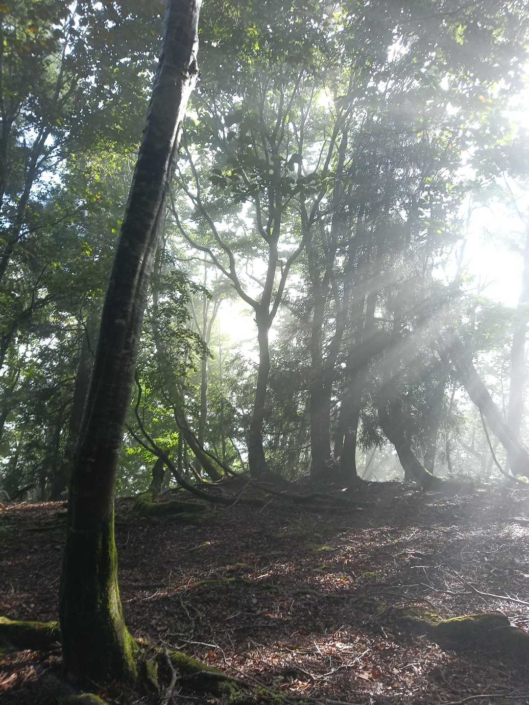 少し下ると陽がさしてきた🌞
陽の光が木立の中を通る✨