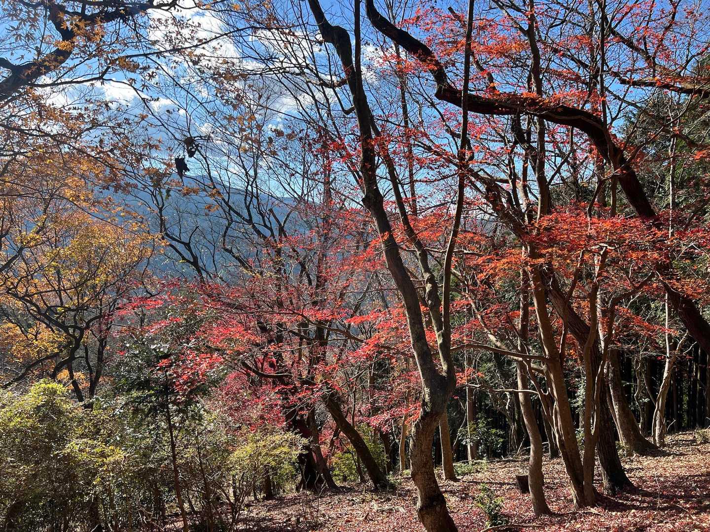 大野山 往復コースの写真