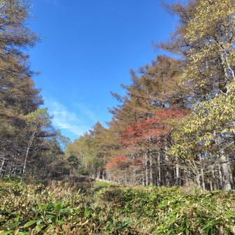 カラマツも色づき始めており、様々な色が楽しめます