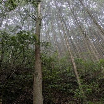 配布されているマップでは、草鞋峠から岩神王子には行けないと書いていましたが、現地では整備されて歩けるようになっていました。
今日は霧が立ち込めていて、神秘的な空間を感じる👍