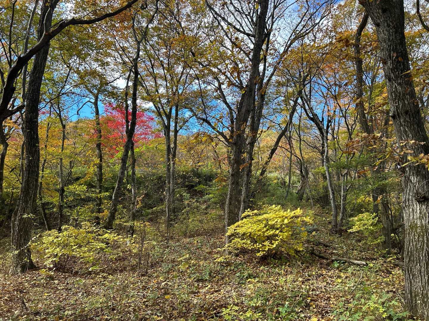 👿『🍁の時期以外だと退屈なコースだな🤣』