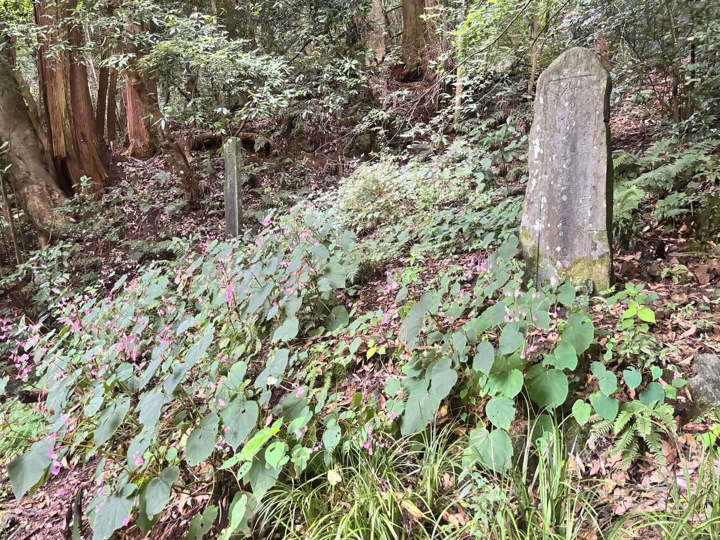 ぐみの木峠 往復コースの写真