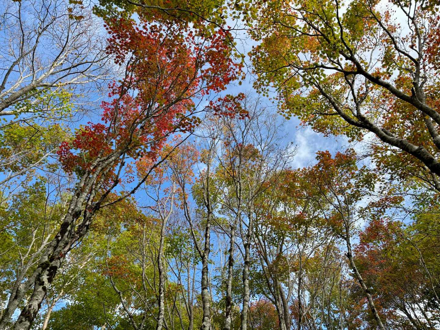 🍁🍀
