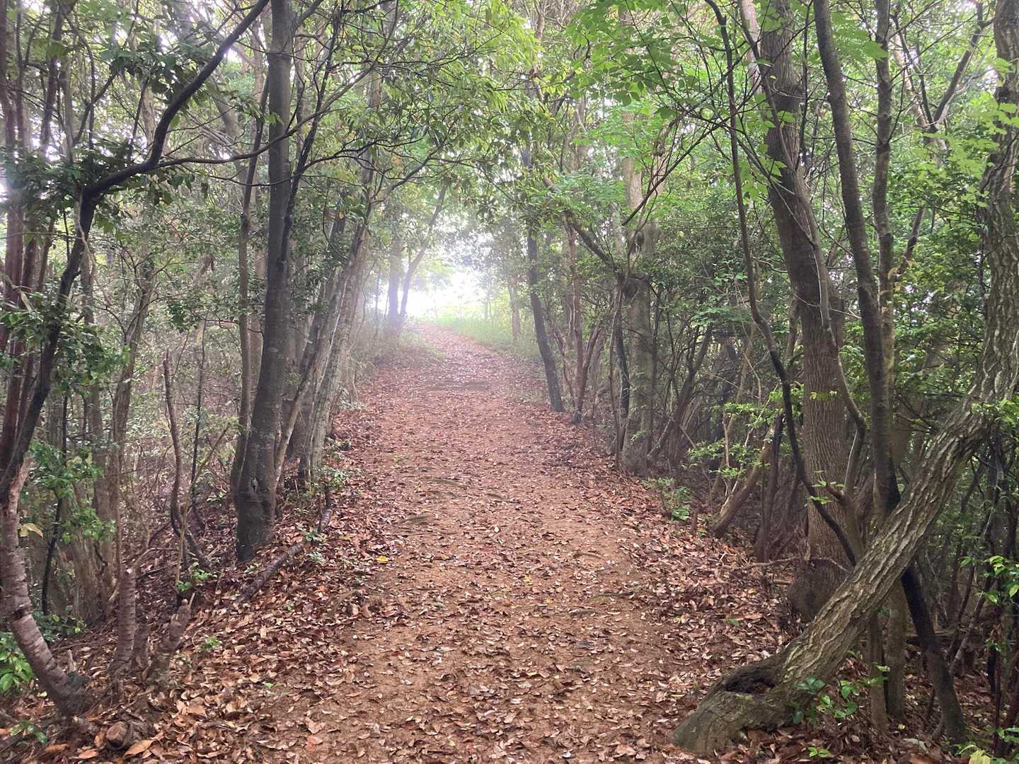 山頂だぁ　霧が　天国の入り口みたい👀見たんかい⁉️