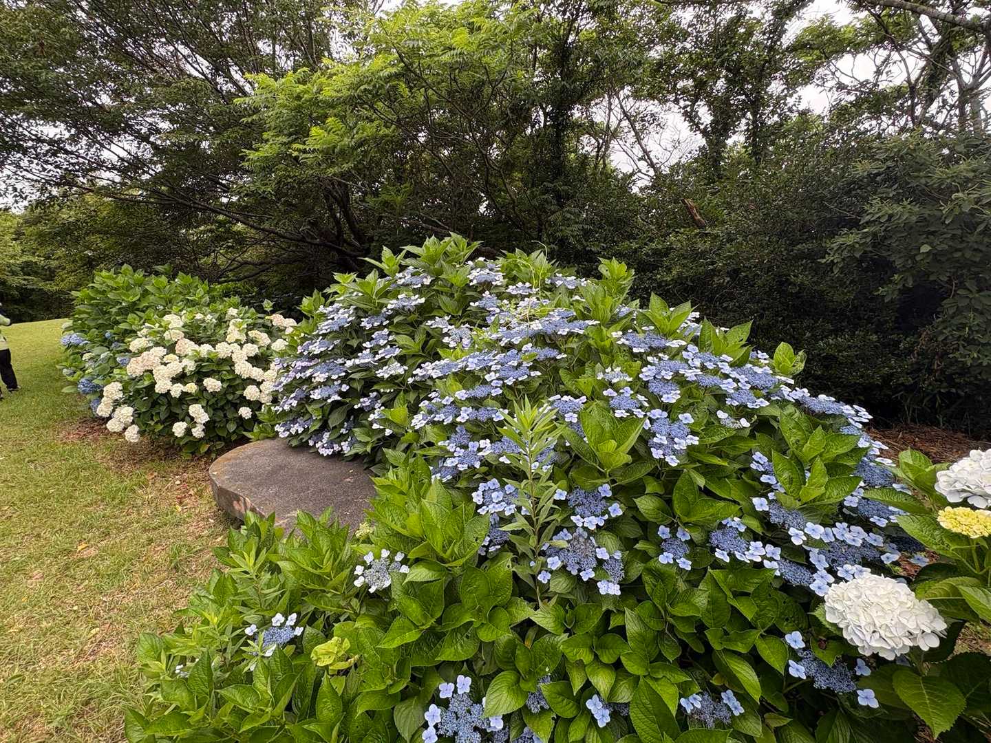 三ヶ根山-三ヶ根山最高点 往復コースの写真