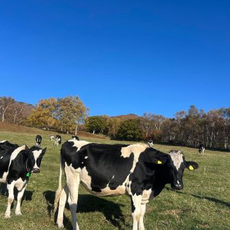 また牛🐄戻ってきました