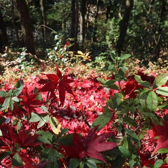 今朝は霜も下りてほとんど散っていた