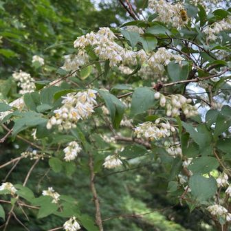 マルバウツギはすっかり終わりだが、ウツギの花はまだ咲いている。