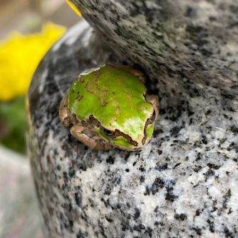 でこ🐸