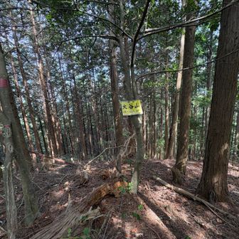 稜線伝いに登ってきたところまで登りその先へ行くと大谷山
稜線も倒木だらけや