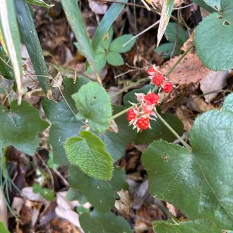 キイチゴ酸っぱい