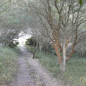 記念植樹の森は無事でした
